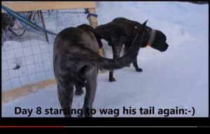 LPTO Mastiff kruisband gescheurd